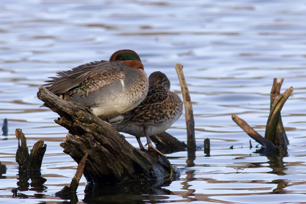 Green-winged Teal (American) - ML625880094