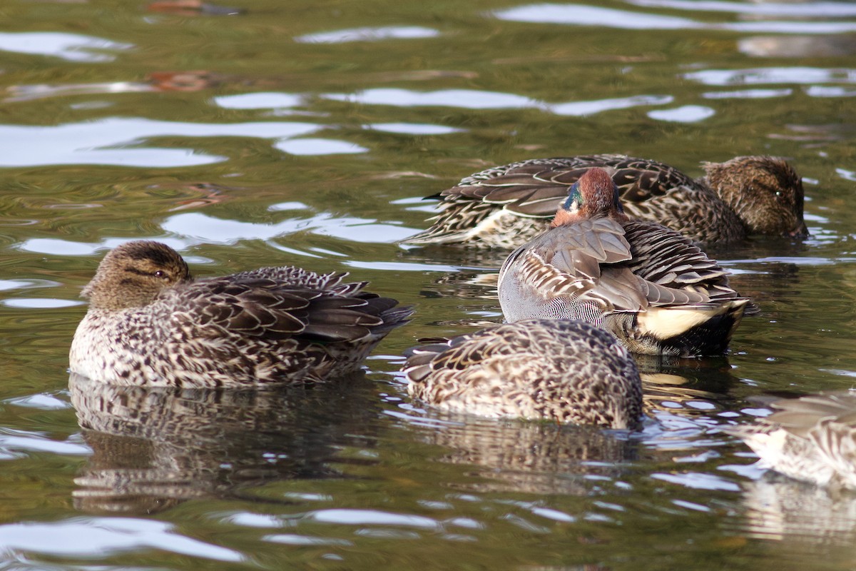 Green-winged Teal (American) - ML625880095