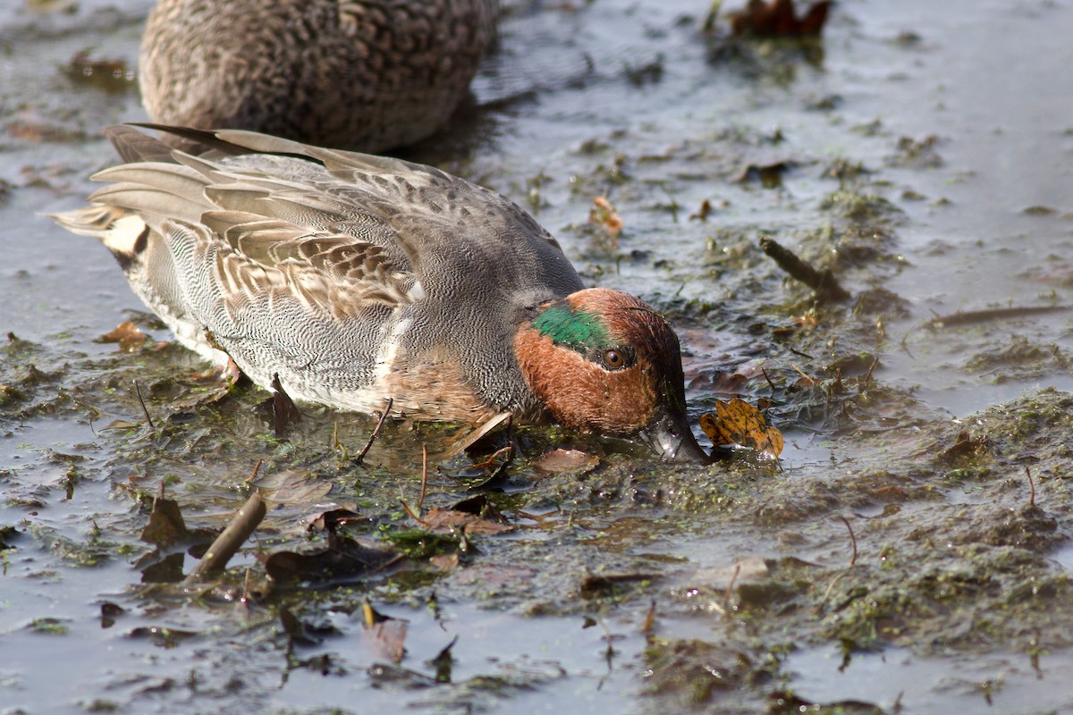 Green-winged Teal (American) - ML625880096