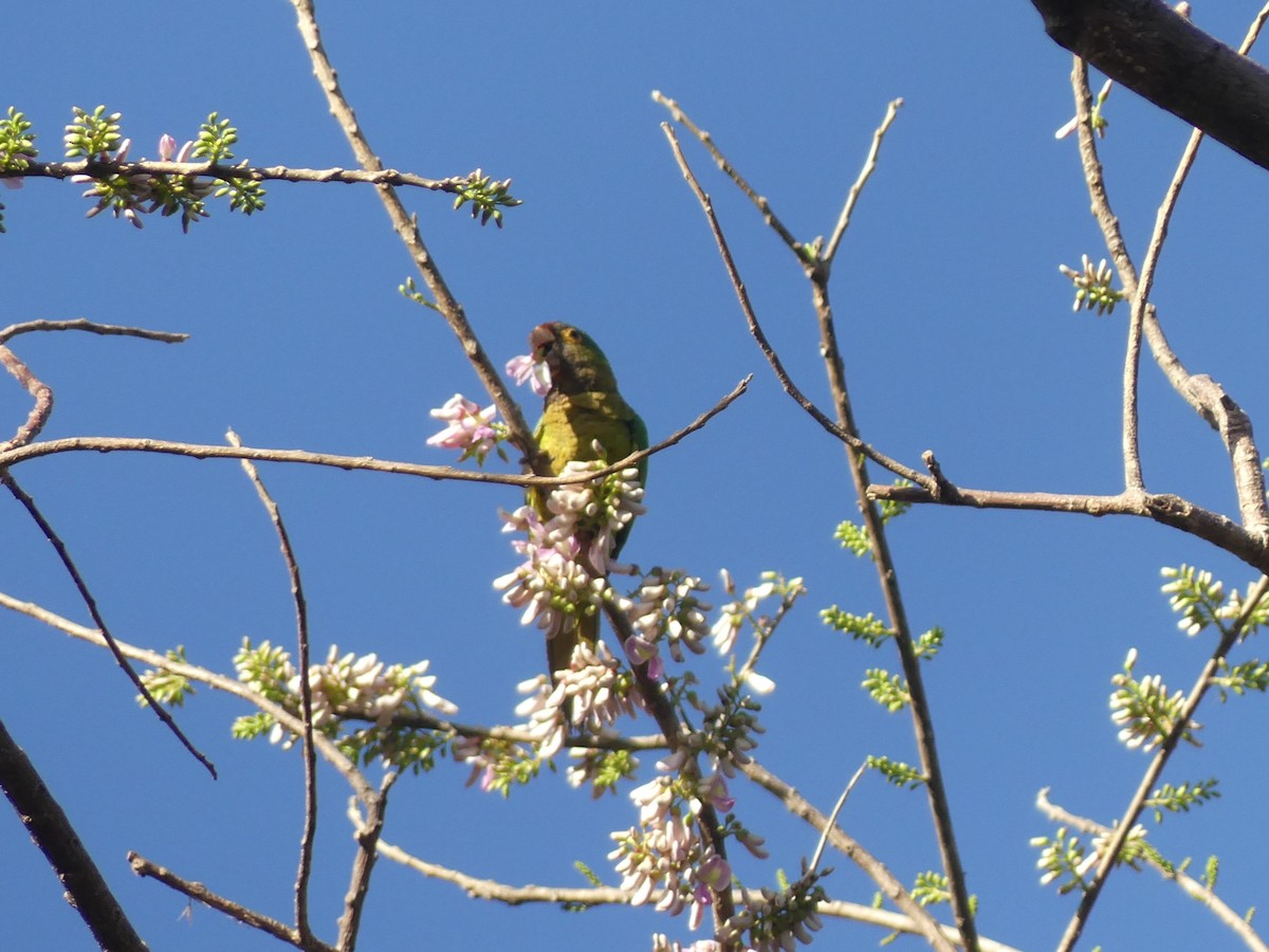 Orange-fronted Parakeet - ML625880100