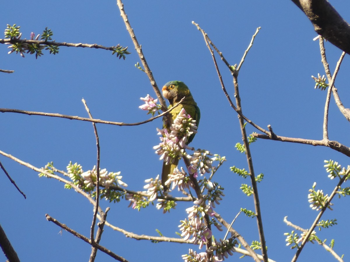 Orange-fronted Parakeet - ML625880101