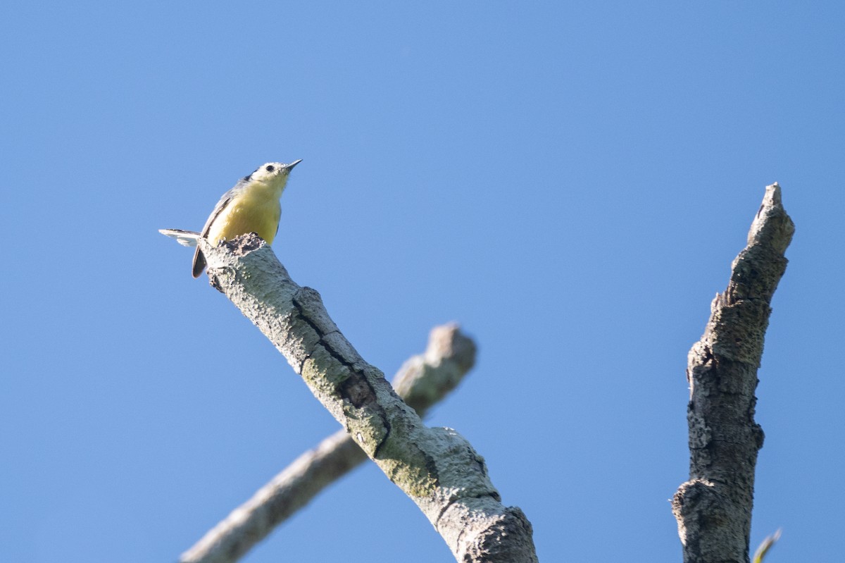 Creamy-bellied Gnatcatcher - ML625880102