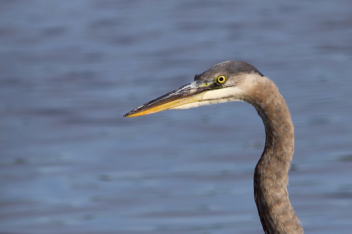 Great Blue Heron - ML625880113