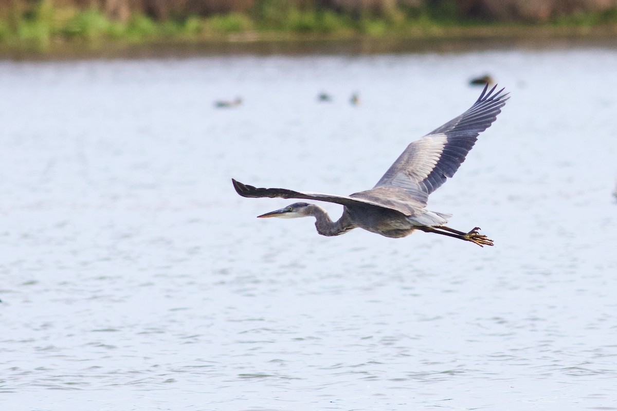 Great Blue Heron - ML625880116