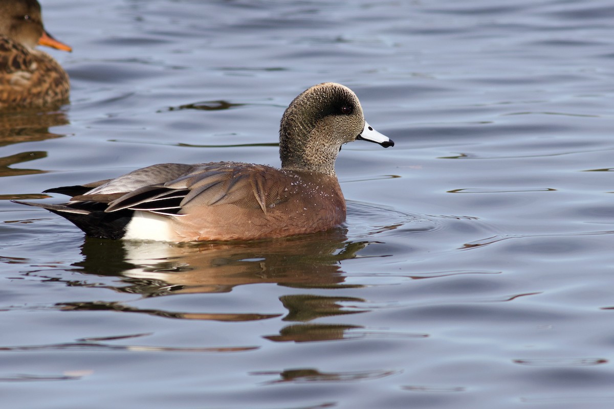 American Wigeon - ML625880126