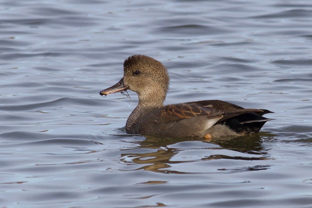 Gadwall - ML625880129