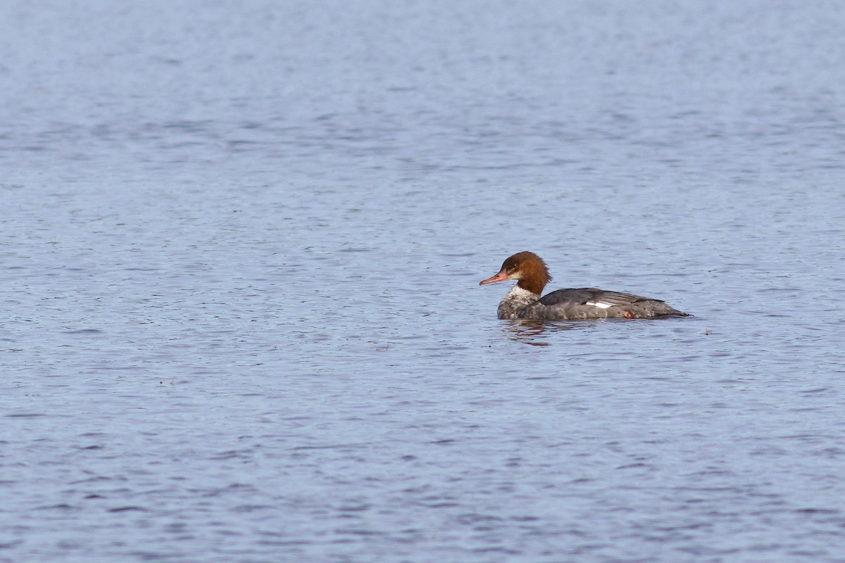 Common Merganser - ML625880154