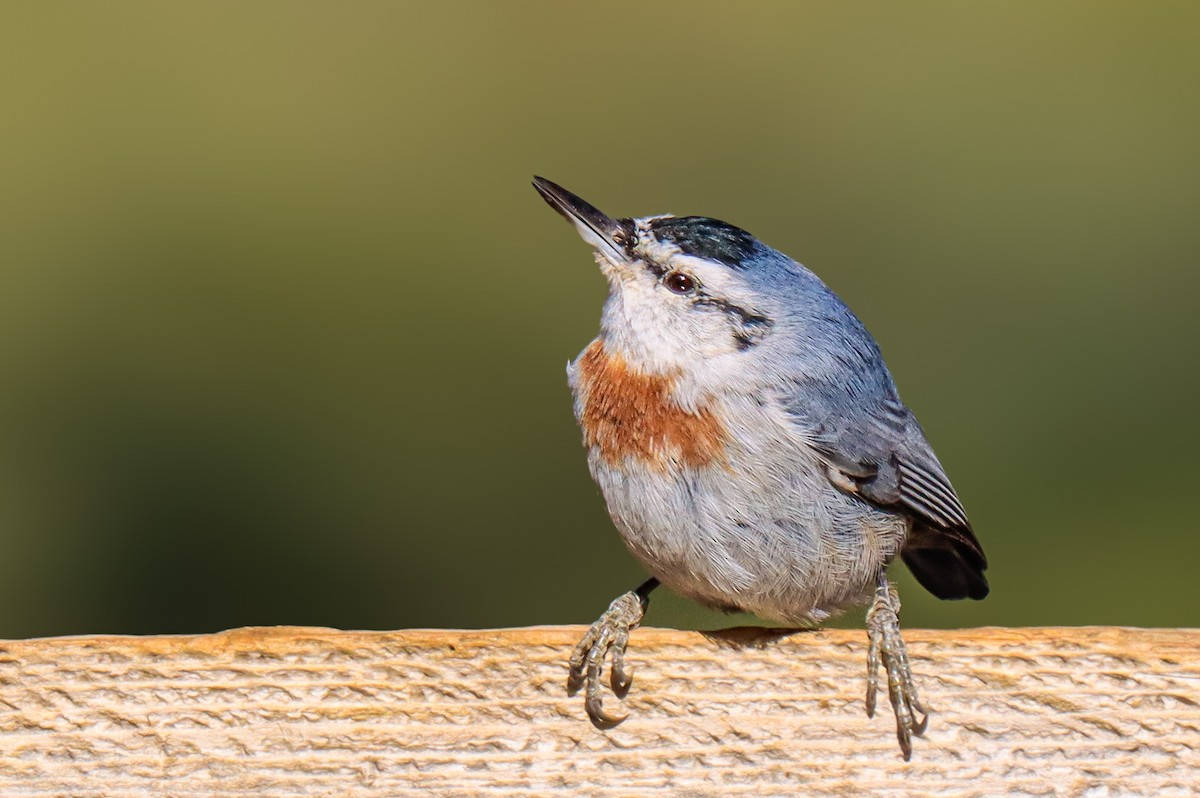 Krüper's Nuthatch - ML625880164