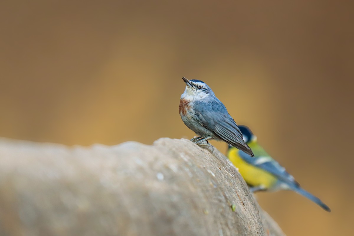 Krüper's Nuthatch - ML625880165