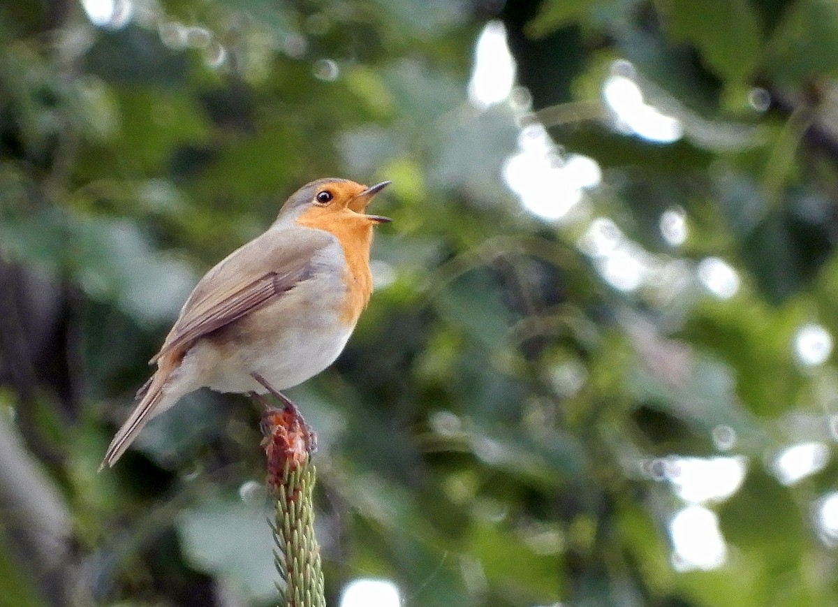 European Robin - ML625880309