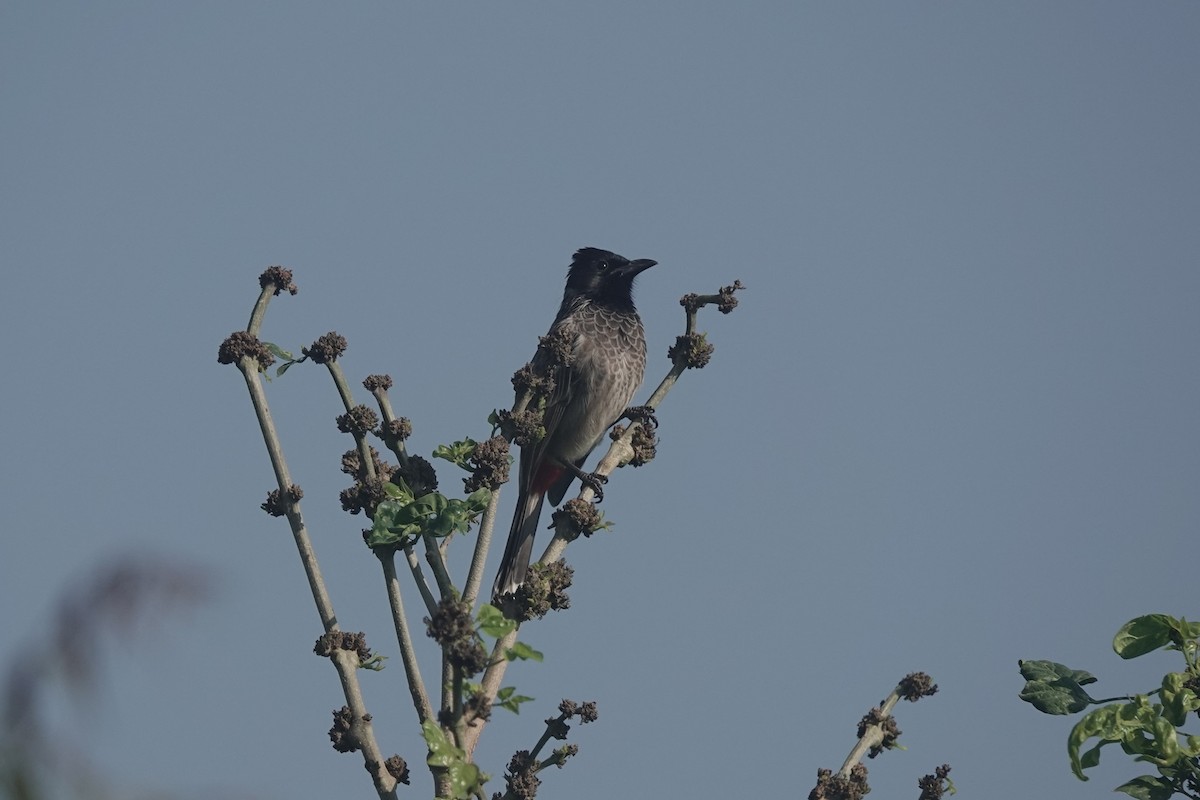 Red-vented Bulbul - ML625880632