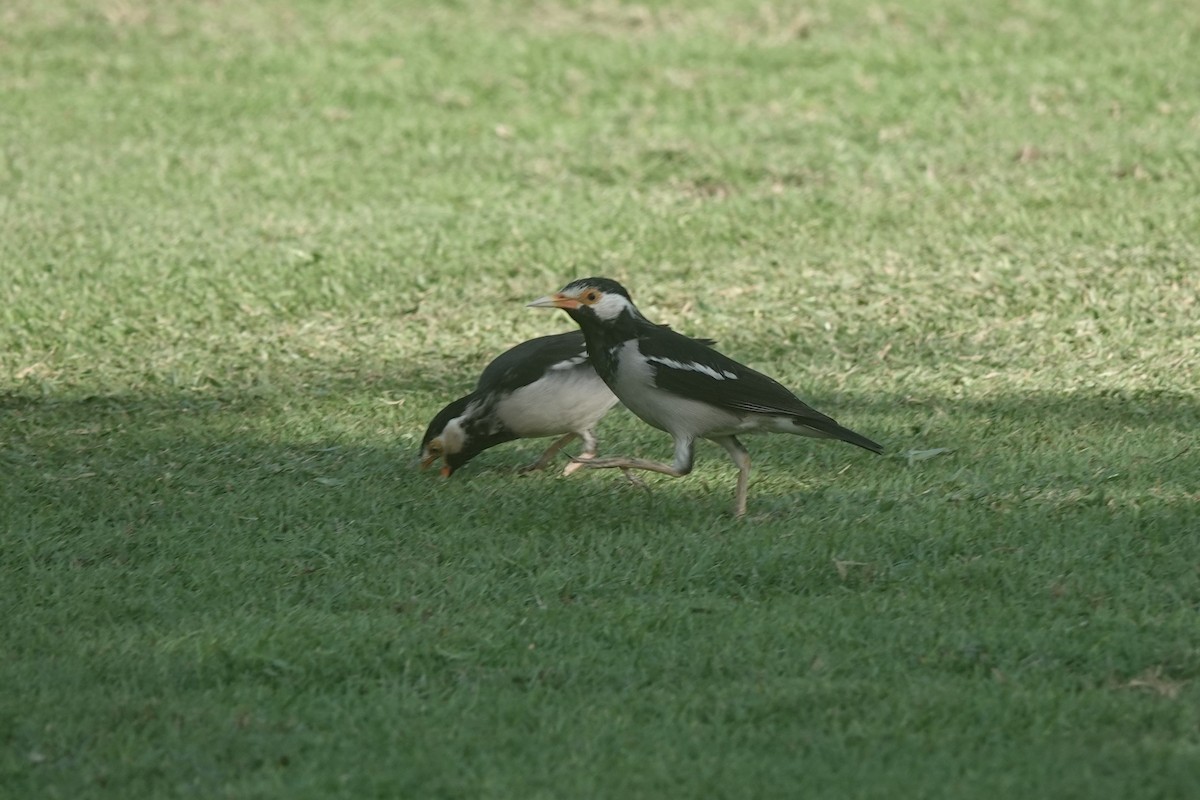 Indian Pied Starling - ML625880647