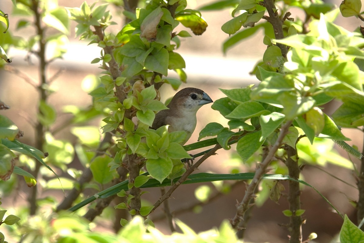 Indian Silverbill - ML625880670