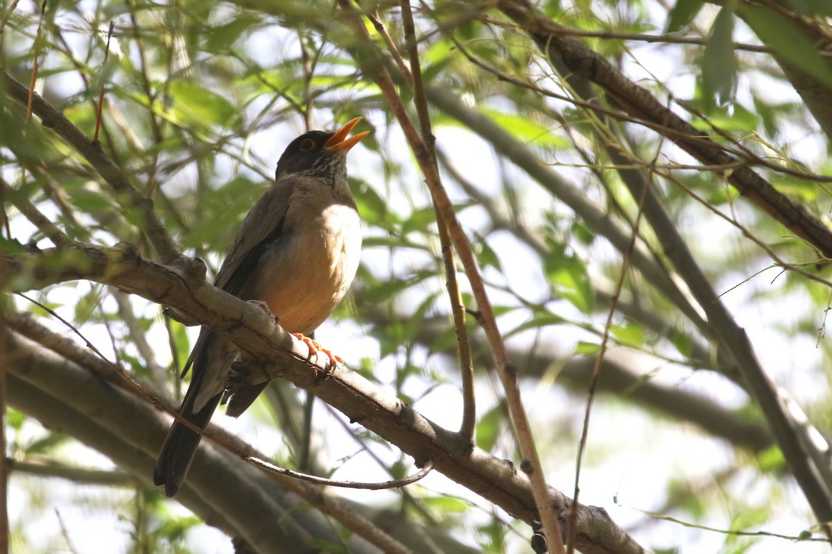 Austral Thrush - ML625881063