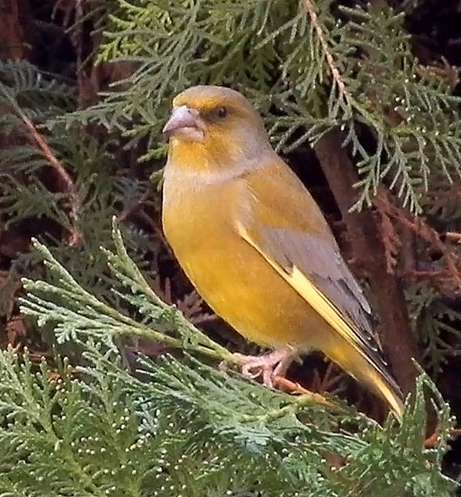 European Greenfinch - ML625881110