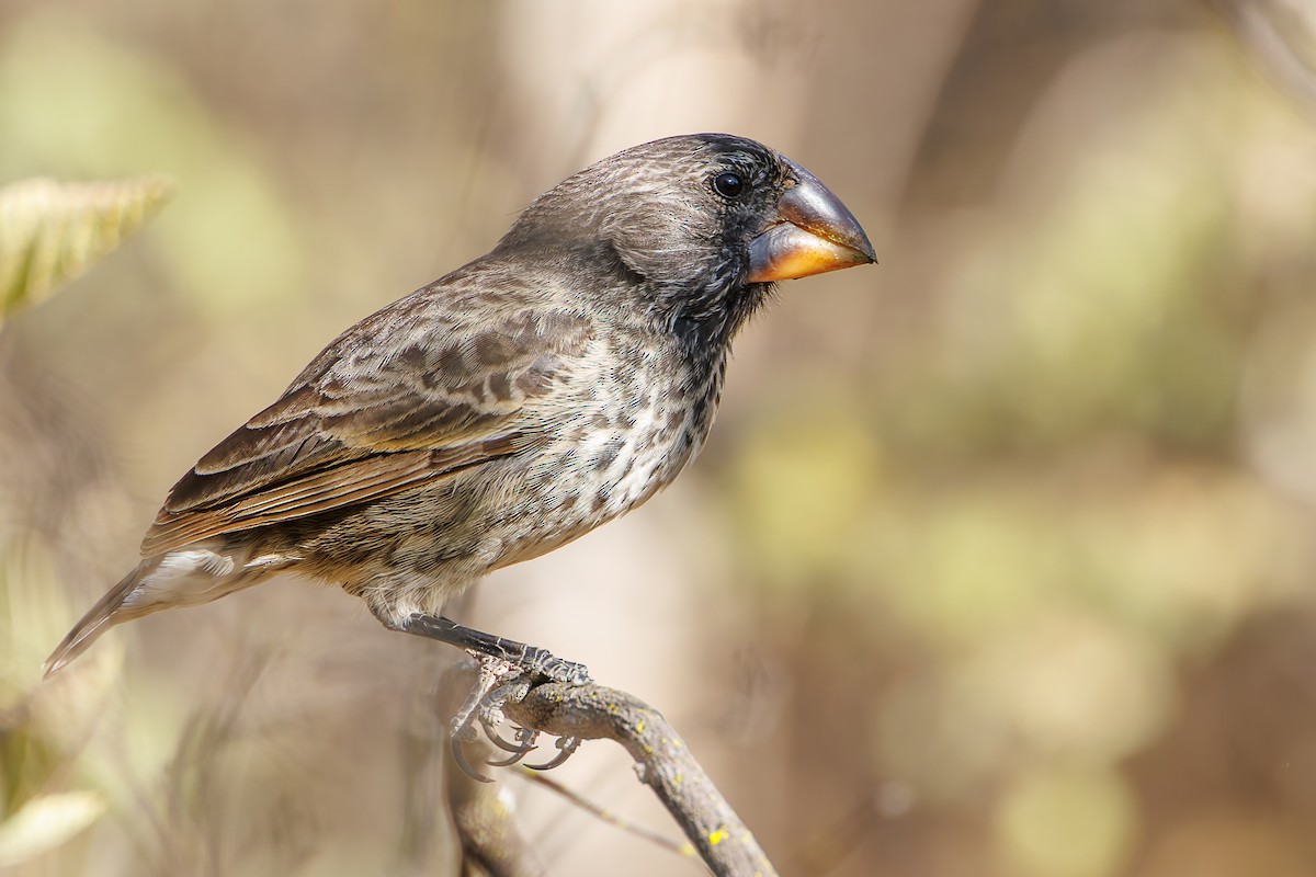 ML625881169 - Large Ground-Finch - Macaulay Library
