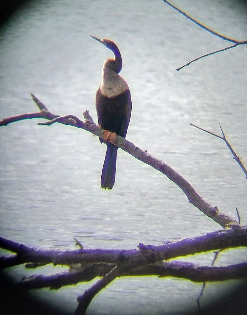 アメリカヘビウ - ML625881335