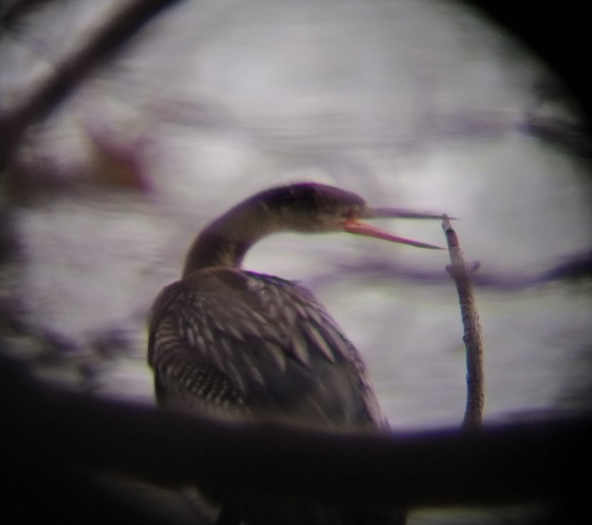 アメリカヘビウ - ML625881337