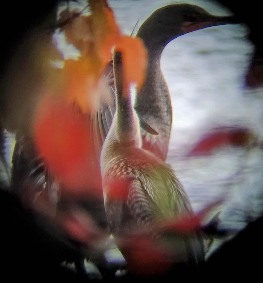 アメリカヘビウ - ML625881338