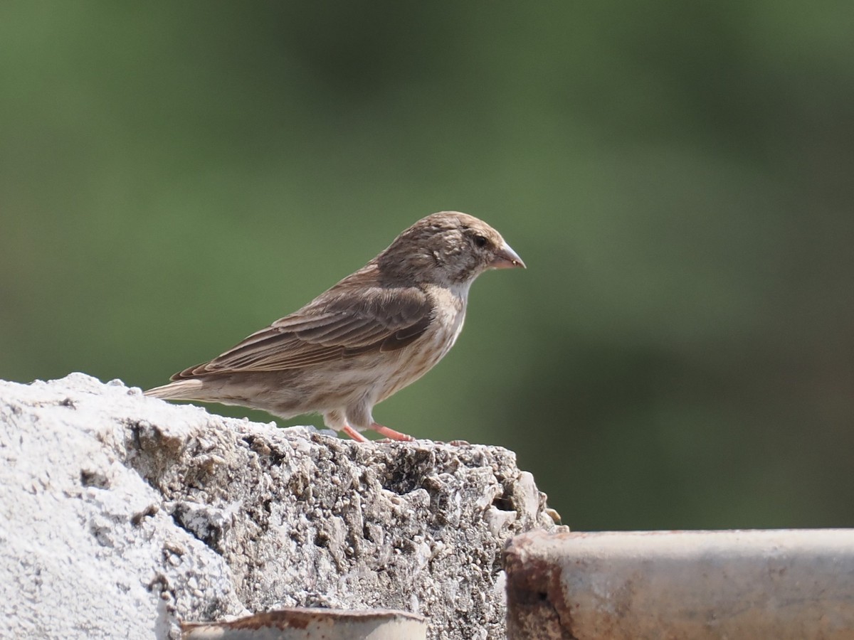 Serin du Yémen - ML625881469