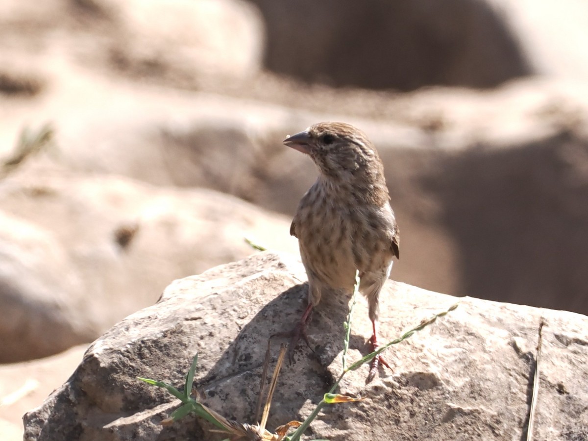 Serin du Yémen - ML625881471