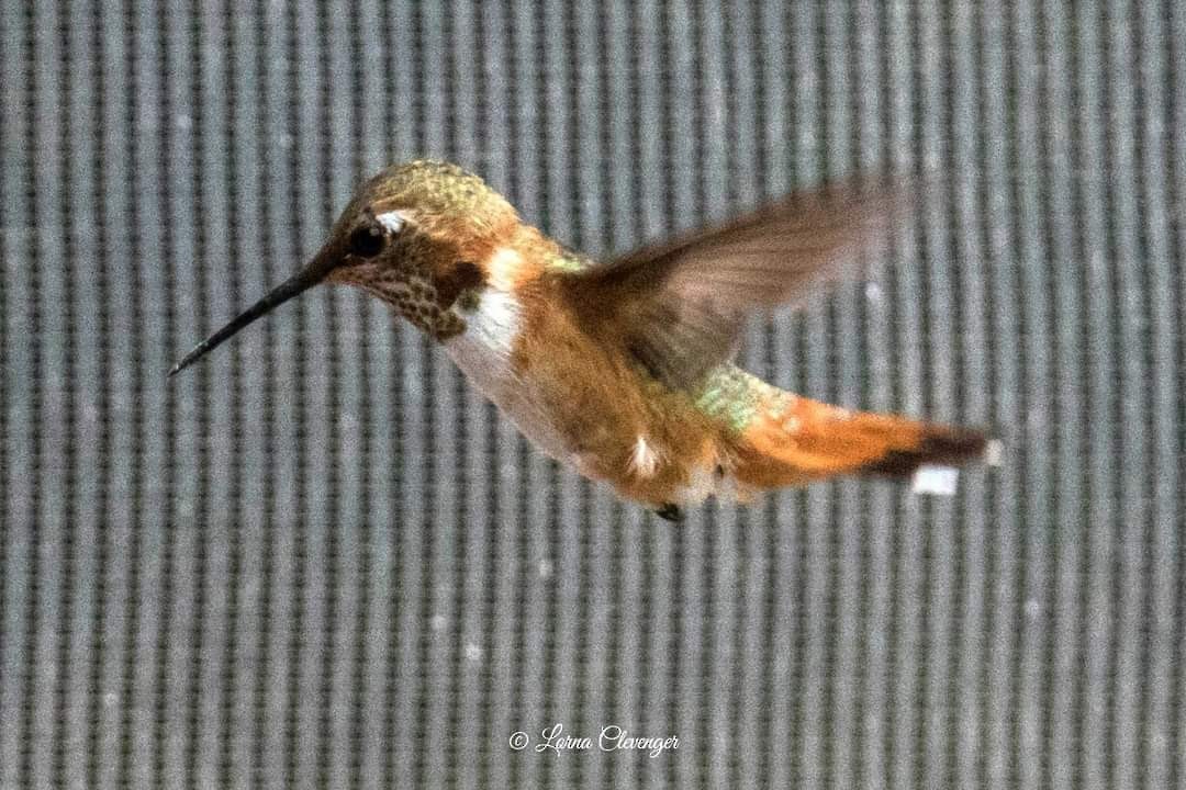 Rufous Hummingbird - ML625881482