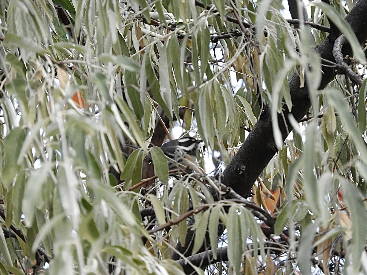 Black-throated Gray Warbler - ML625881512