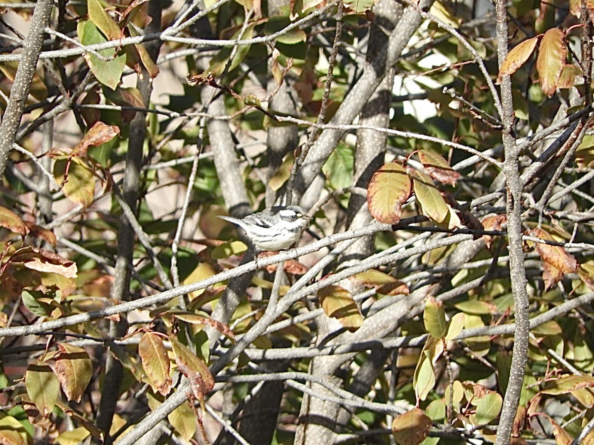 Black-throated Gray Warbler - ML625881513