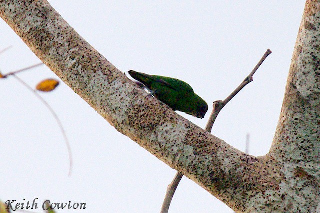 Yellow-capped Pygmy-Parrot - ML625881588