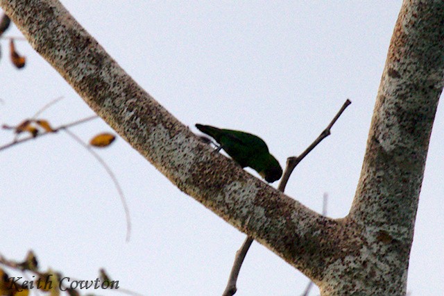 Yellow-capped Pygmy-Parrot - ML625881589