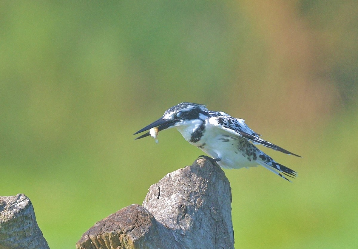 Pied Kingfisher - ML625881820