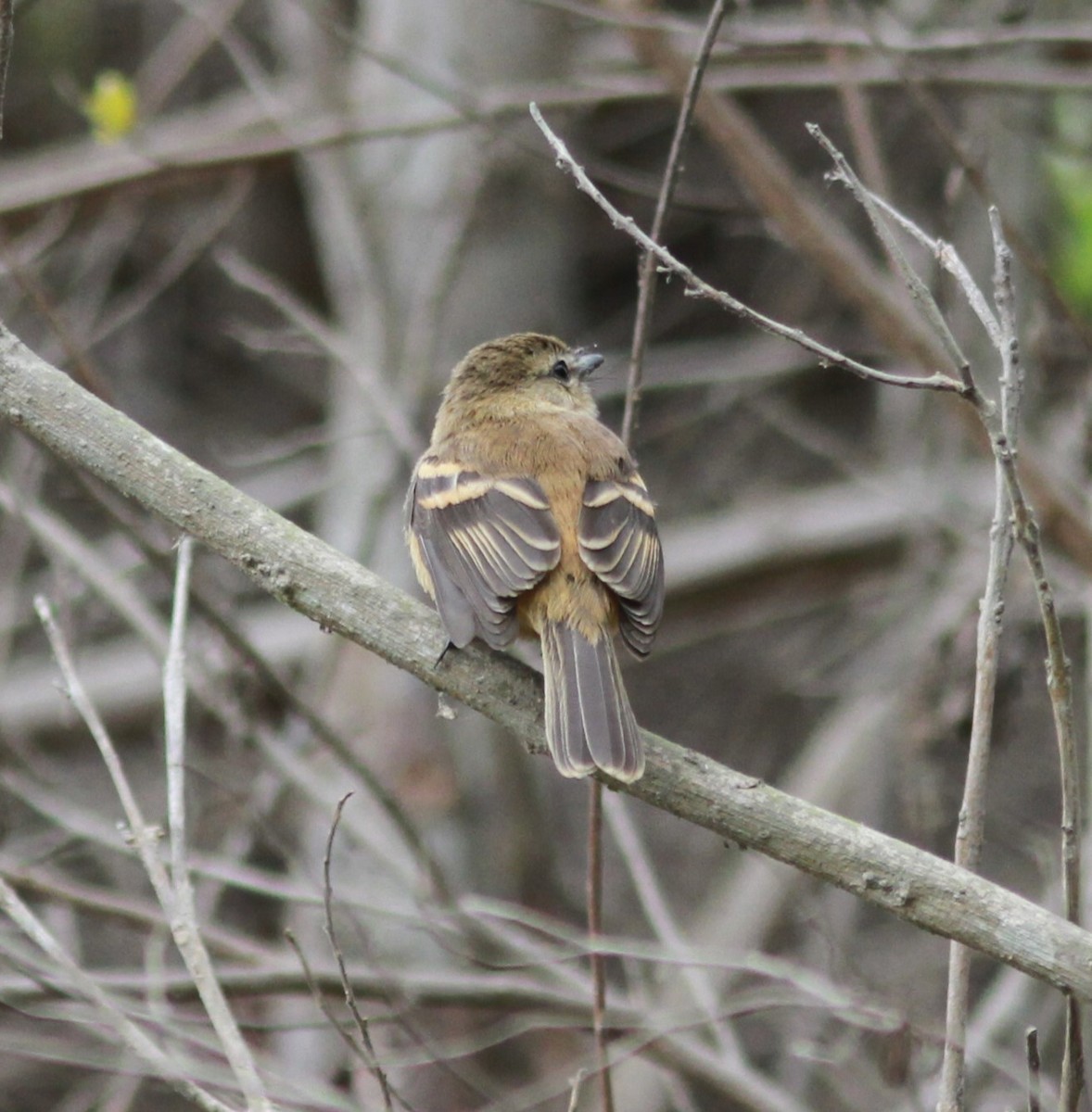 Rufescent Flycatcher - ML625881998