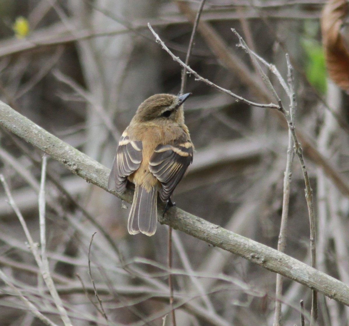 Rufescent Flycatcher - ML625881999