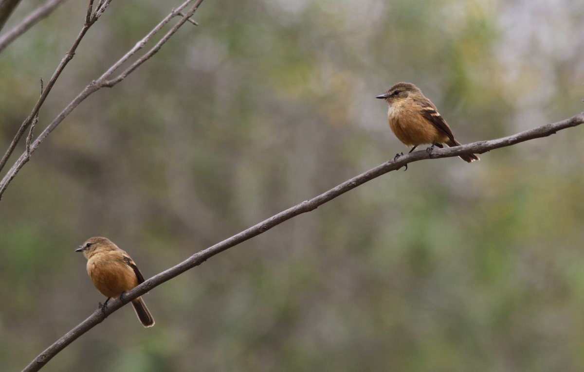 Rufescent Flycatcher - ML625882000