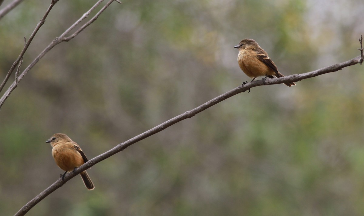 Rufescent Flycatcher - ML625882001