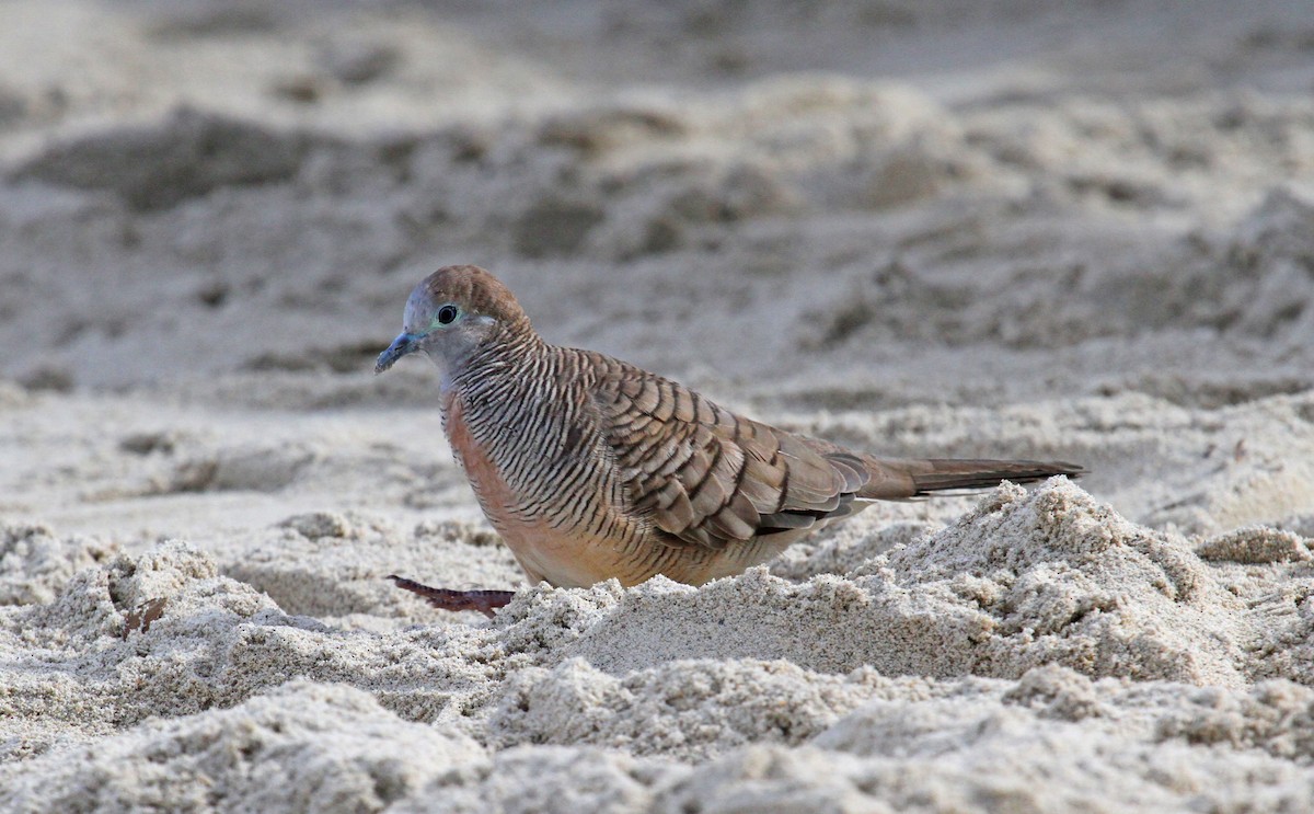 Zebra Dove - ML62588201