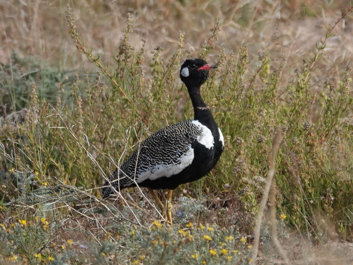 Black Bustard - ML625882216