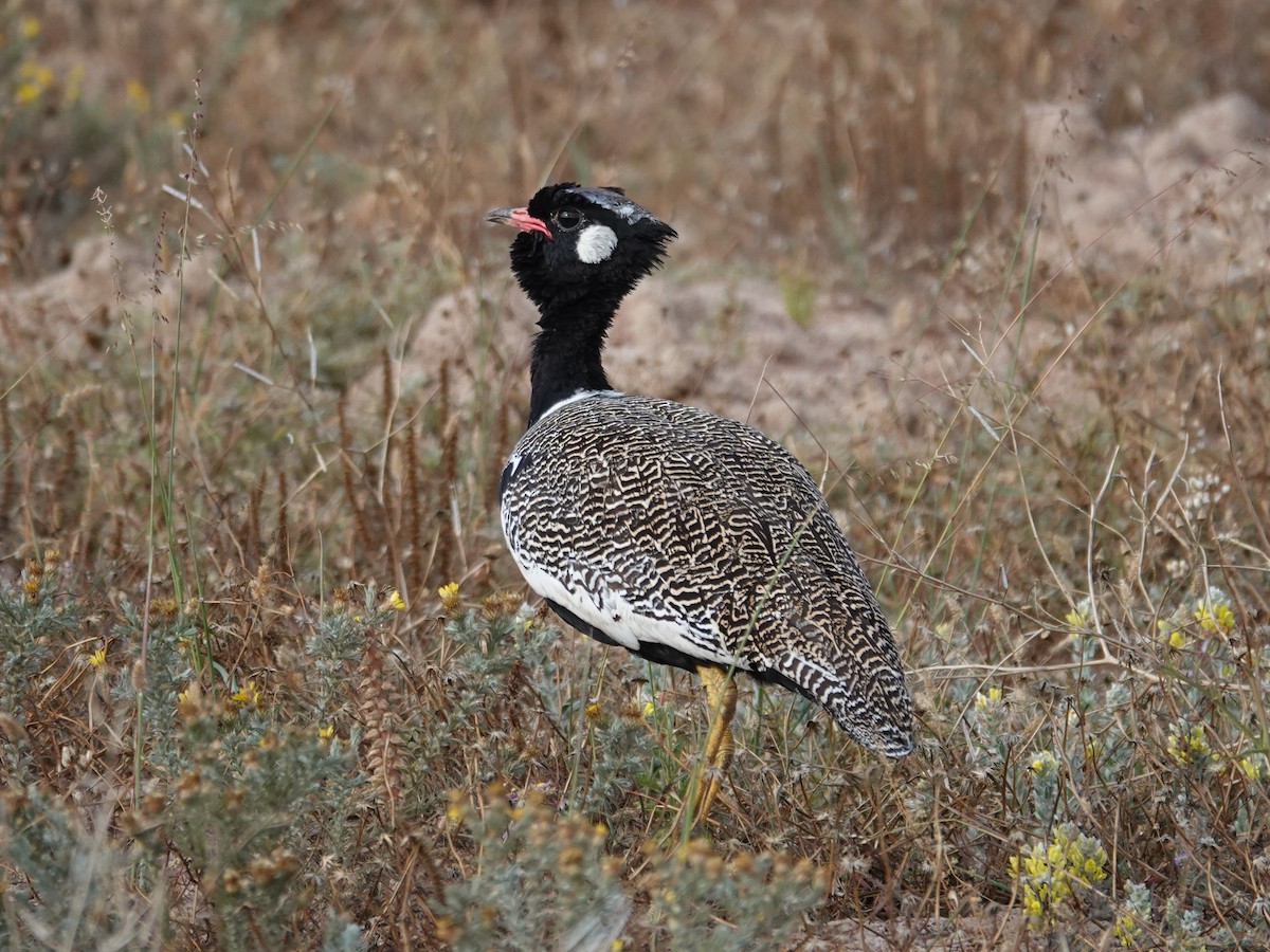 Black Bustard - ML625882223