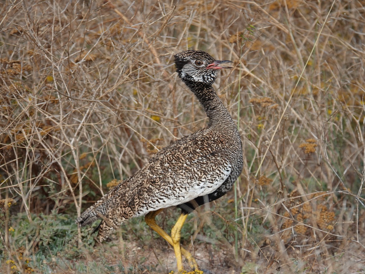 Black Bustard - ML625882224