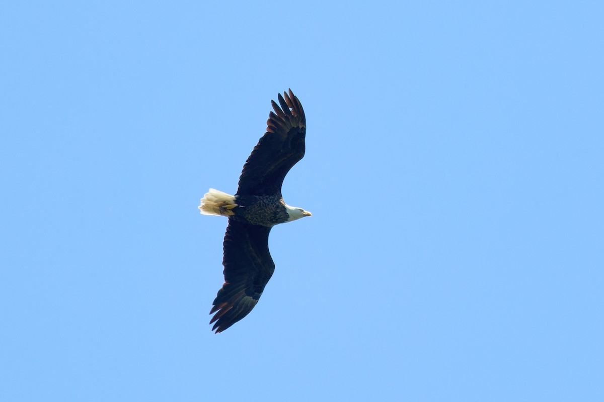 Bald Eagle - ML625882331