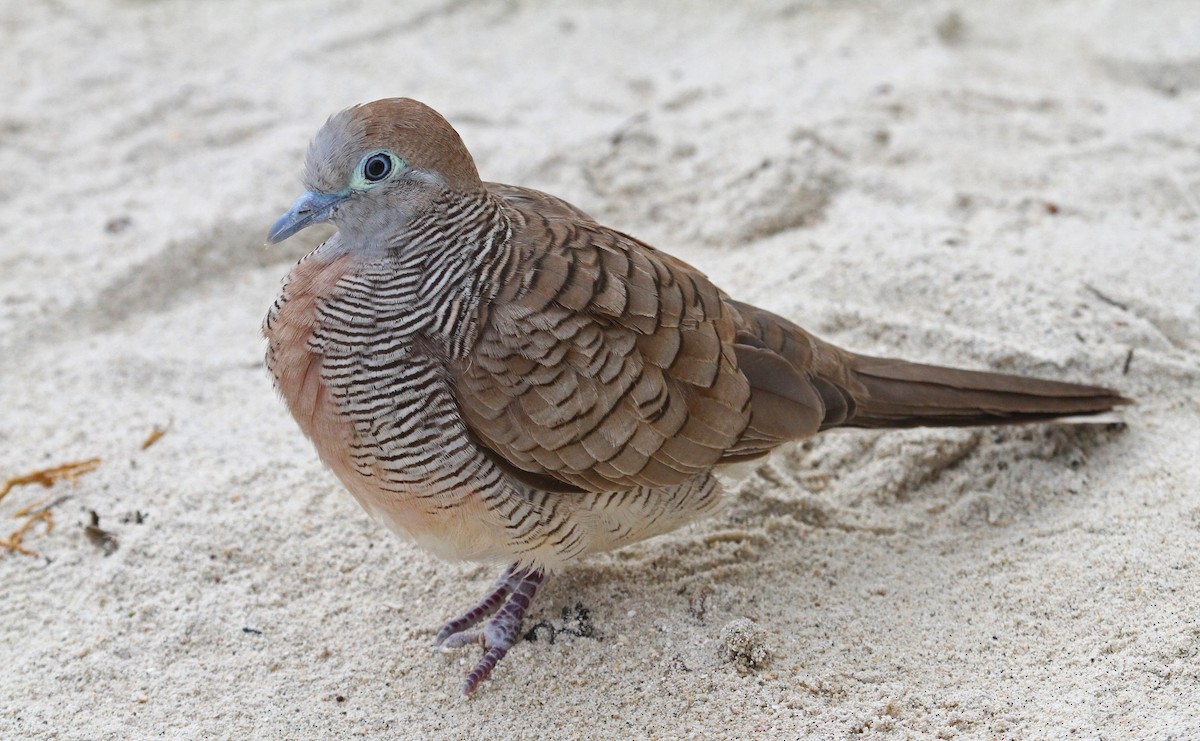 Zebra Dove - ML62588251