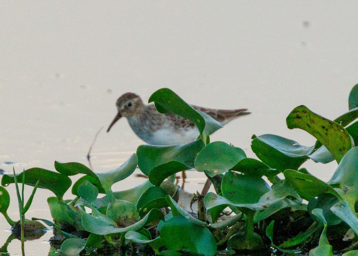 Least Sandpiper - ML625882589