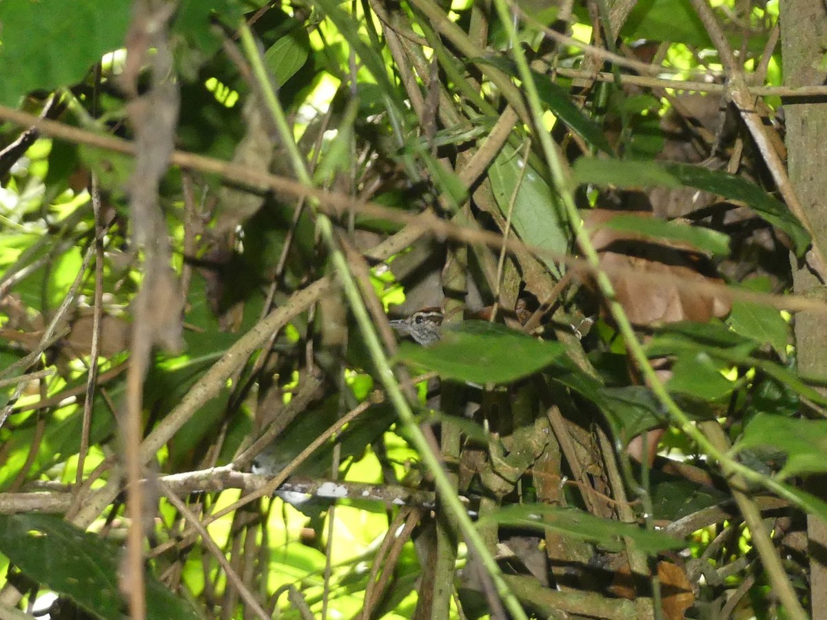 Rufous-and-white Wren - ML625882743