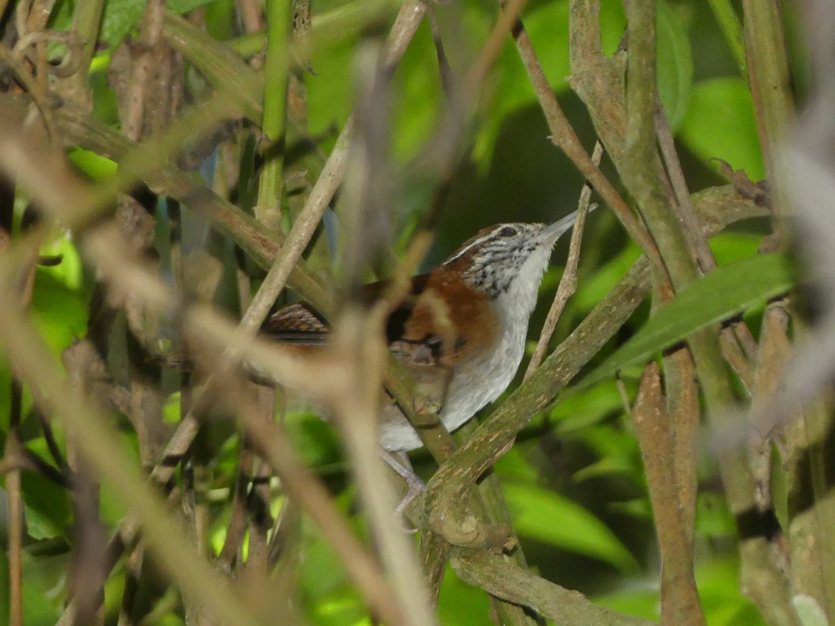 Rufous-and-white Wren - ML625882744