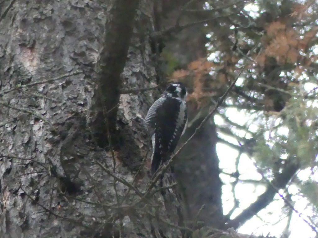 American Three-toed Woodpecker - ML625882926