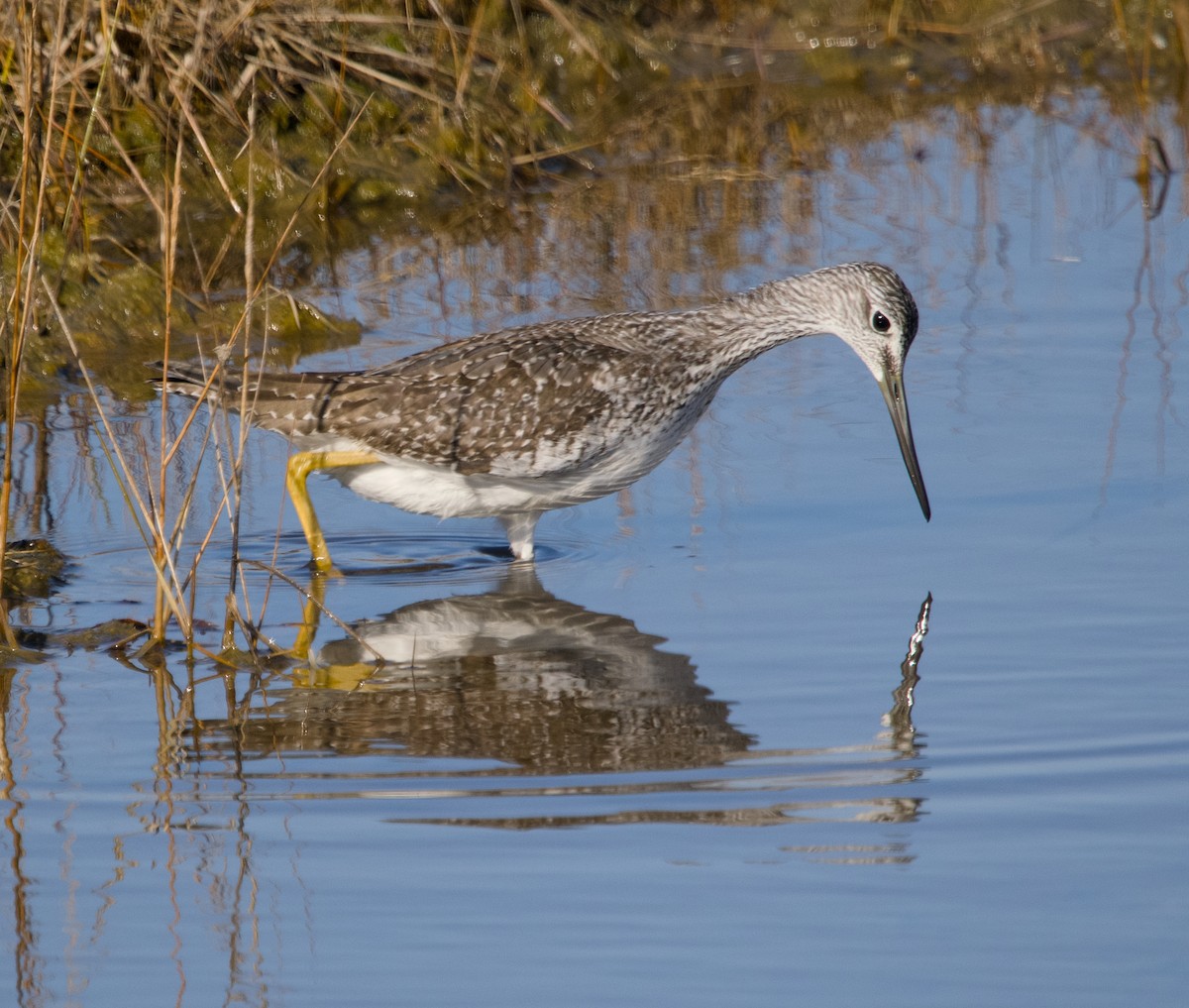 Greater Yellowlegs - ML625882939