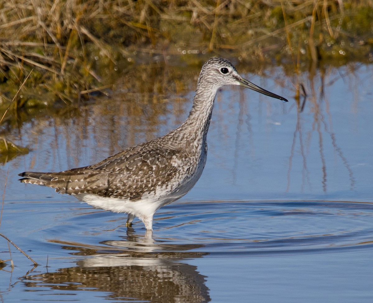 Greater Yellowlegs - ML625882940