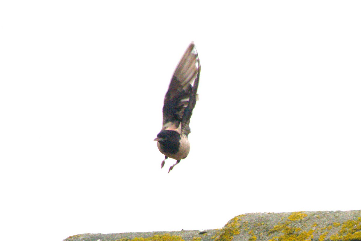 Rosy Starling - ML625882972