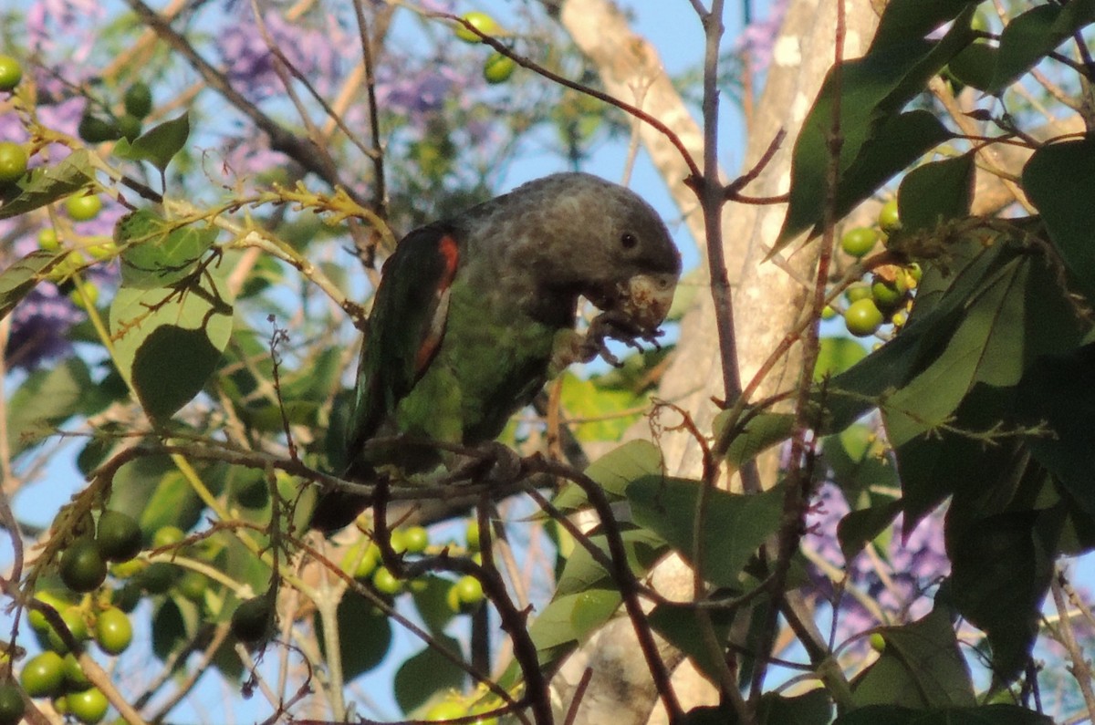 Brown-necked Parrot (Gray-headed) - ML625882974