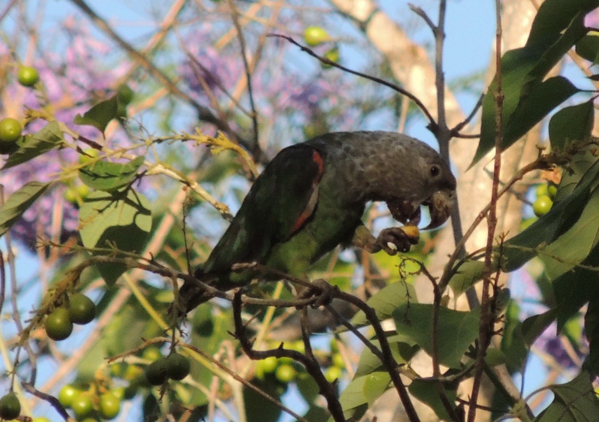 Brown-necked Parrot (Gray-headed) - ML625882975